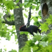 こんなところで、クマゲラ子育て日記①