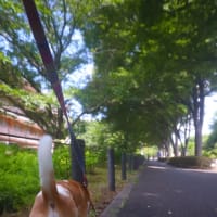 今日ものんびりさんぽ。