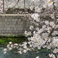 花見🌸