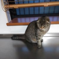 右手挙げ