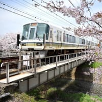 桜を楽しむ