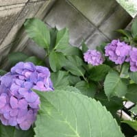 25/06/30のダイアリー