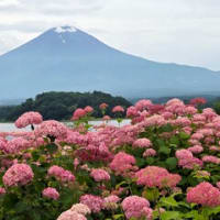 桃狩りと花と富士山