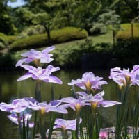 日本庭園・菖蒲の花　(Ⅱ）