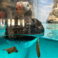 GWは茨城へ(アクアワールド水族館③)