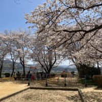 久しぶりに公園まで桜を見に行った