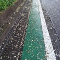 雨上がりの朝の散歩