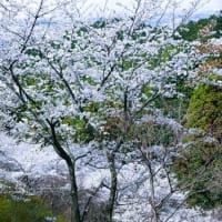 願はくは花の下にて … 陸奥の国・岩手県平泉と盛岡の旅(番外編)