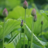 近所の公園