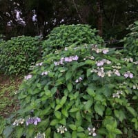 アジサイの季節になりますね⭐