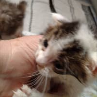 こまちゃん保育園−子猫10匹