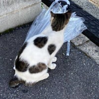 朝ウォーキングの風景。令和7年7月15日。バイクを異常に怖がる。