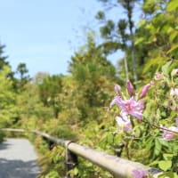 【京都幕間旅情】光悦寺,POMERA-DM-200はワープロの正統進化のように思えるPOMERA