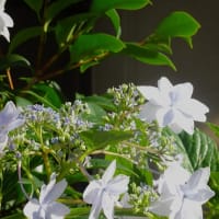 紫陽花の季節だが気温は夏だ！