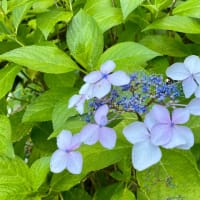 緑とお香と