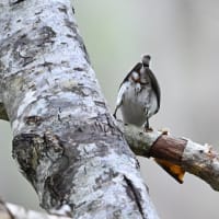 珍しくないゴジュウカラ