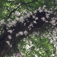 セッコクを見に　～　大雄山最乗寺　