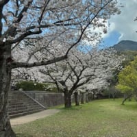 平和公園の桜ー２０２５（北九州市小倉北区）