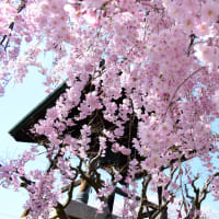 降り注ぐしだれ桜に鐘撞堂。