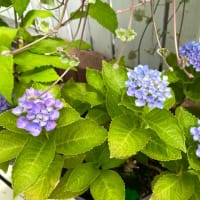 3年目の紫陽花たち
