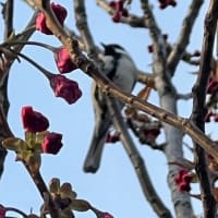 オサンポ walk - 鳥bird : シジュウカラと八重桜 a great tit and a kind of sakura
