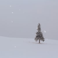 ツリーと星空