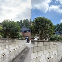 キンモクセイの剪定作業｜ブロック塀からはみ出した枝をスッキリと整えました【金木犀 剪定／庭木の管理／横浜市】