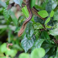 シマヘビ