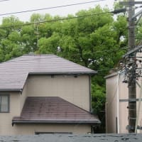 まのんパパ夏風邪かしら？