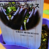 夏野菜苗　　2024.4.21