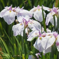 ときがわ花菖蒲園