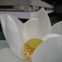 蓮の花の香り