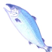 蝦夷しぐれ