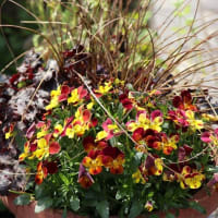 寄せ植え２回目です。やはり長く咲いてくれるパンジーに代わってビオラです ❣