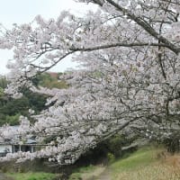 花だより『桜』2024 Vol.Ⅱ♫