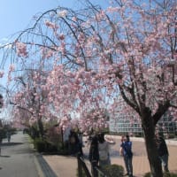 枝垂れ桜祭り♪