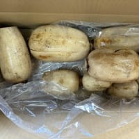 小美玉蓮根いただく