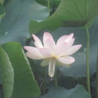府中郷土の森　蓮池に行くも　見ごろを逸した