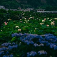 早咲きのハスの花咲く唐比ハス園　2025/6/22