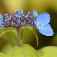 鉢植えのヤマアジサイ　a、天の川