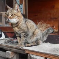 はなうたカンタービレ