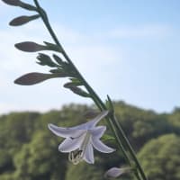 水無月二十日大安JULIEday前日。blog七千日目の朝に擬宝珠開花