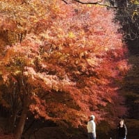 もみじ🍁