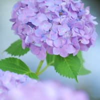 紫陽花/2