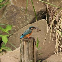 カワセミ