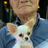 シロ6ヶ月になりました🐕
