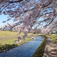 大沢野運動公園の桜と水芭蕉