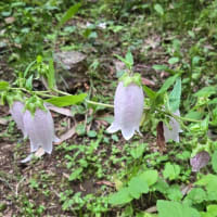 ホタルブクロが咲き始める頃