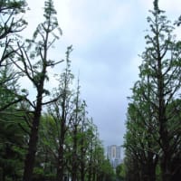光が丘公園　イチョウ並木　　　18