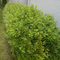 幸せの輪（草取り・剪定）が広がり過ぎ・・